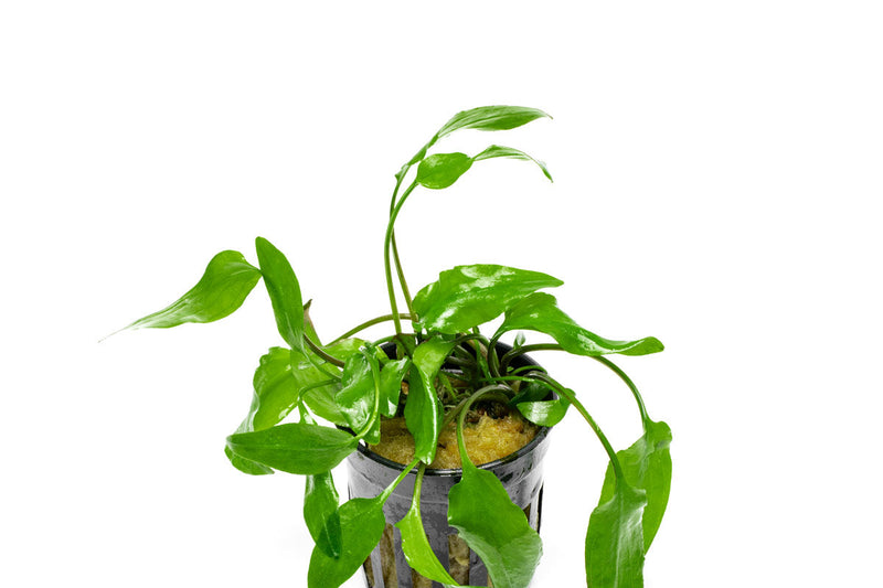 Aquatic plant Cryptocoryne Willisii from ACW with long green leaves suitable for freshwater aquariums.