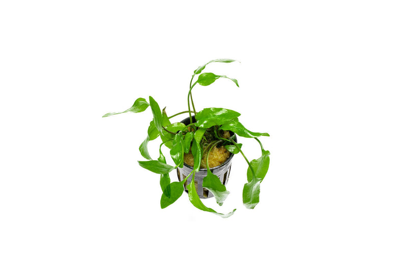 Healthy Cryptocoryne Willisii aquatic plant from ACW with lush green leaves, ideal for freshwater aquariums.