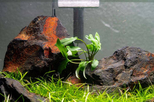 Cryptocoryne Willisii Aquatic Plant - Buce Plant