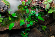 Cryptocoryne Willisii Aquatic Plant - Buce Plant