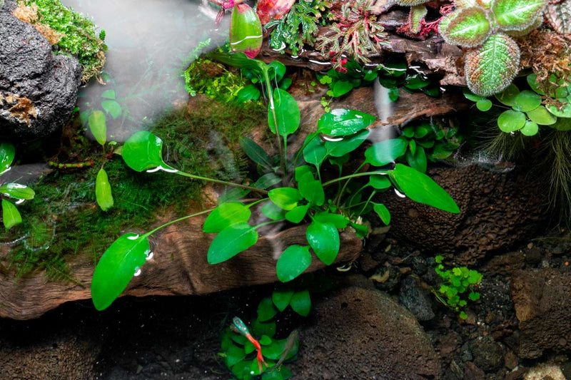 Cryptocoryne Willisii Aquatic Plant - Buce Plant