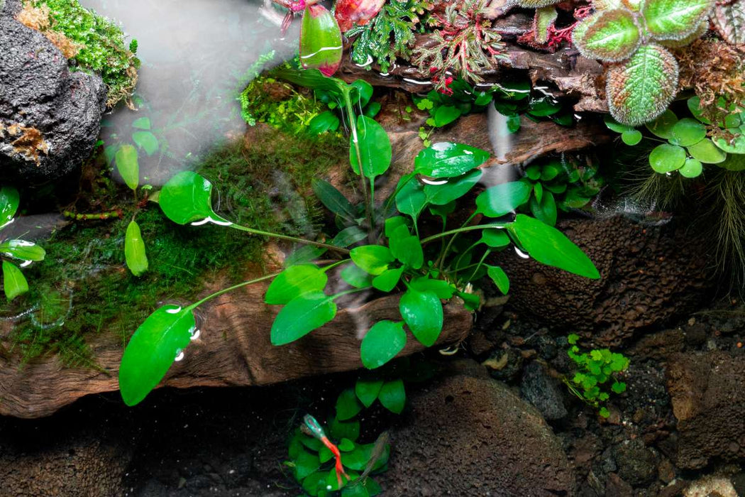 Cryptocoryne Willisii Aquatic Plant - Buce Plant