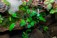Cryptocoryne Willisii Aquatic Plant - Buce Plant
