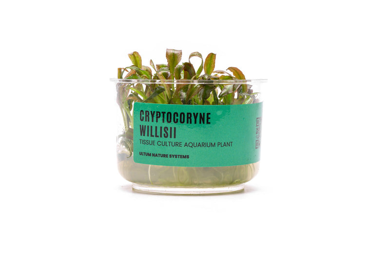 Cryptocoryne Willisii UNS Tissue Culture Aquatic Plant - Buce Plant