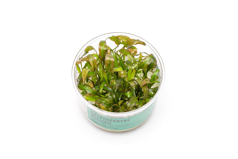 Cryptocoryne Willisii UNS Tissue Culture Aquatic Plant - Buce Plant