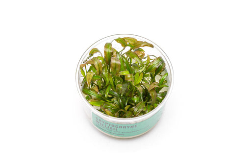 Cryptocoryne Willisii UNS Tissue Culture