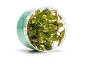 Cryptocoryne Willisii UNS Tissue Culture Aquatic Plant - Buce Plant
