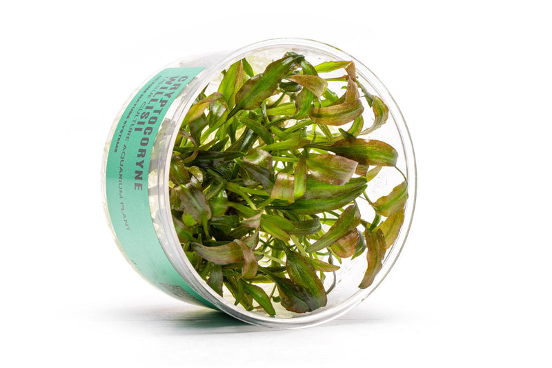 Cryptocoryne Willisii UNS Tissue Culture Aquatic Plant - Buce Plant