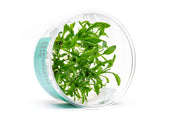 Cryptocoryne Yujii UNS Tissue Culture Aquatic Plant - Buce Plant