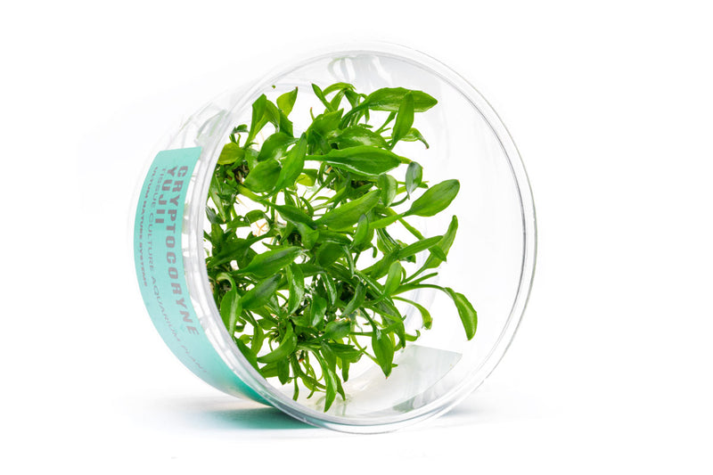 Cryptocoryne Yujii UNS Tissue Culture Aquatic Plant - Buce Plant