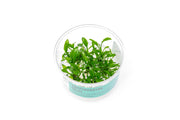 Cryptocoryne Yujii UNS Tissue Culture Aquatic Plant - Buce Plant