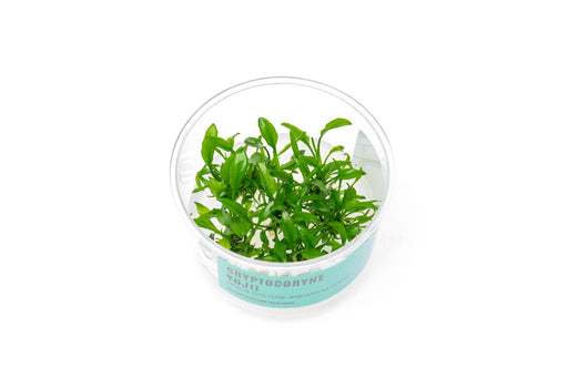 Cryptocoryne Yujii UNS Tissue Culture