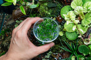 Cryptocoryne Yujii UNS Tissue Culture