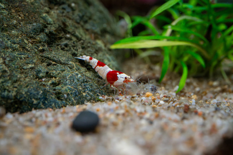 Crystal Red Shrimp (S-SS Grade) Shrimp - Buce Plant