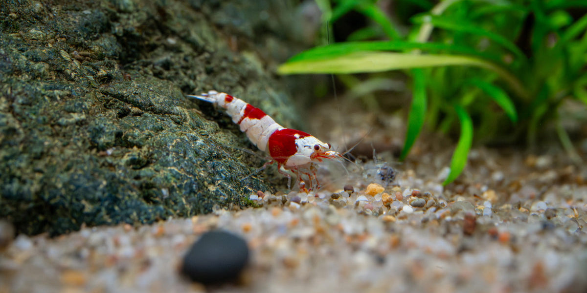 Marcolin Art Crystal マルコリン クリスタル 魚 赤白 Crystal Red Shrimp (S-SS Grade) - Buce Plant