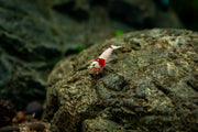 Crystal Red Shrimp (S-SS Grade) Shrimp - Buce Plant