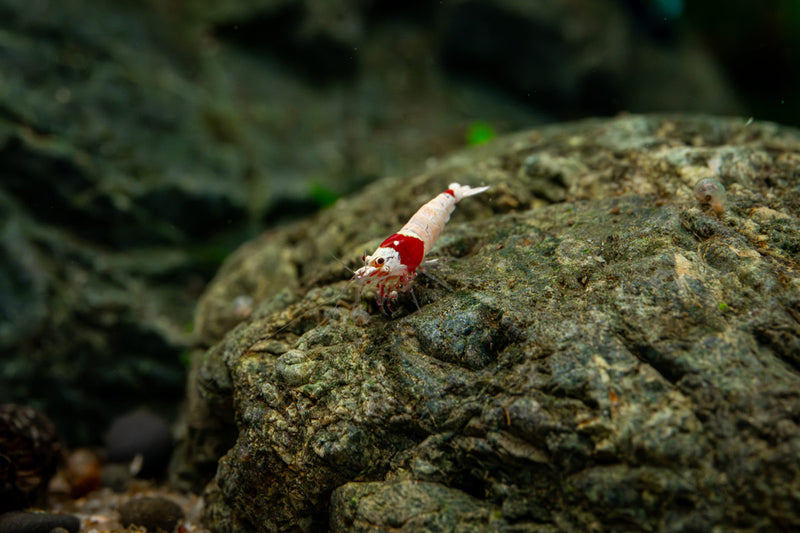 Crystal Red Shrimp (S-SS Grade) Shrimp - Buce Plant