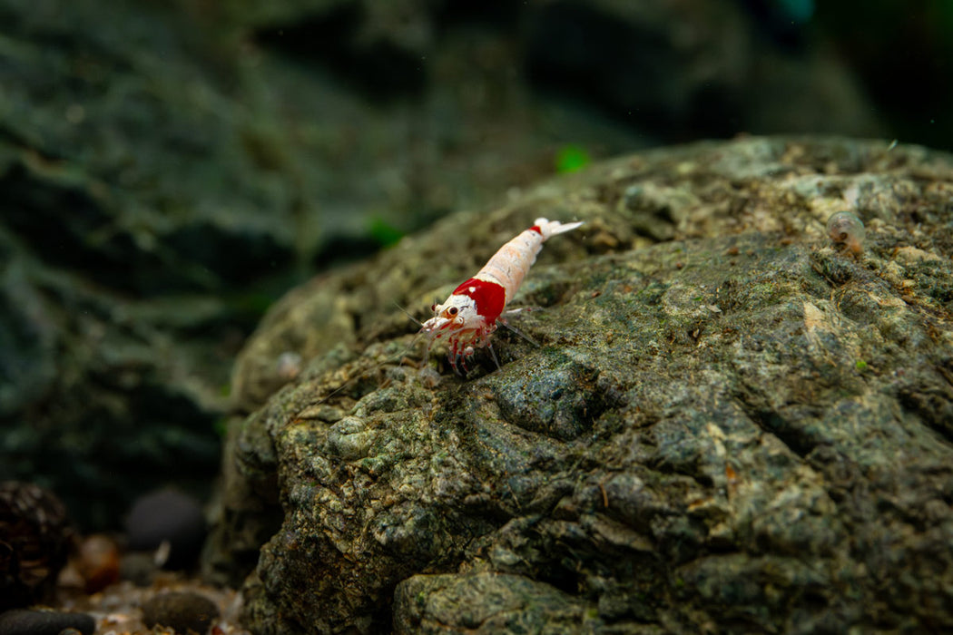 Bright red Crystal Red Shrimp S-SS Grade from JA, showcasing vibrant coloration and detailed shell texture.