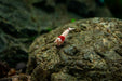 Bright red Crystal Red Shrimp S-SS Grade from JA, showcasing vibrant coloration and detailed shell texture.
