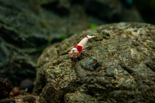 Bright red Crystal Red Shrimp S-SS Grade from JA, showcasing vibrant coloration and detailed shell texture.