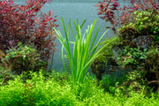 Healthy Cyperus Helferi aquatic plant from ACW with lush green foliage, ideal for freshwater aquarium decoration.