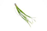 Aquatic plant Cyperus Helferi in a container, featuring green, grass-like foliage ideal for freshwater aquariums.