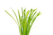 Fresh Cyperus Helferi aquatic plant from ACW, showing lush green foliage ideal for freshwater aquariums.