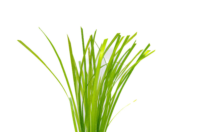 Fresh Cyperus Helferi aquatic plant from ACW, showing lush green foliage ideal for freshwater aquariums.