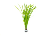 Healthy Cyperus Helferi aquatic plant from ACW with lush green foliage, ideal for freshwater aquariums.