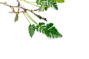 Healthy Davallia Repens terrarium plant by BUCE with lush green fronds and delicate fern-like growth.