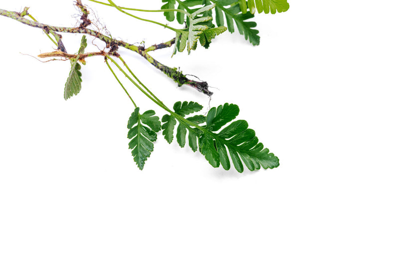 Healthy Davallia Repens terrarium plant by BUCE with lush green fronds and delicate fern-like growth.