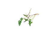 Close-up of a lush Davallia Repens terrarium plant with delicate fern-like fronds, from the BUCE brand.