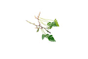 Close-up of BUCE Davallia Repens terrarium plant with delicate fern fronds and lush green foliage.