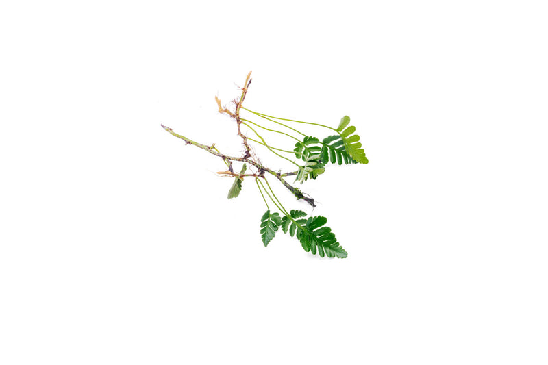Close-up of BUCE Davallia Repens terrarium plant with delicate fern fronds and lush green foliage.
