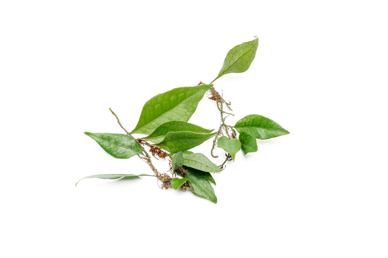 Dendroconche Annabellae terrarium plant by BUCE, showcasing lush green foliage and detailed leaf structure.