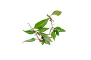 Dendroconche Annabellae terrarium plant with lush green leaves, cultivated by BUCE, suitable for indoor plant displays.