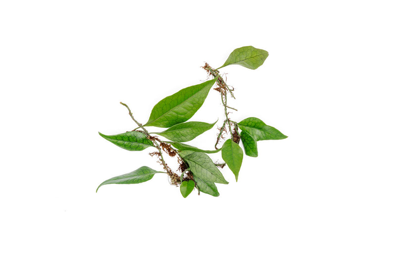Dendroconche Annabellae terrarium plant with lush green leaves, cultivated by BUCE, suitable for indoor plant displays.