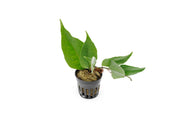 Dendroconche Annabellae terrarium plant from BUCE, showing vibrant green, leafy foliage ideal for indoor terrarium setups.