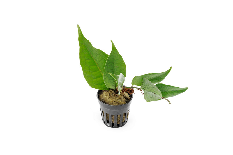 Dendroconche Annabellae terrarium plant from BUCE, showing vibrant green, leafy foliage ideal for indoor terrarium setups.