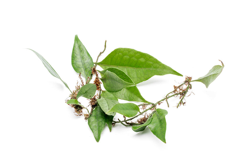Dendroconche Annabellae terrarium plant from BUCE, showcasing lush green foliage with bolbitis-style leaves in a natural setting.