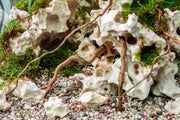 Detail Roots (Pack of 20)