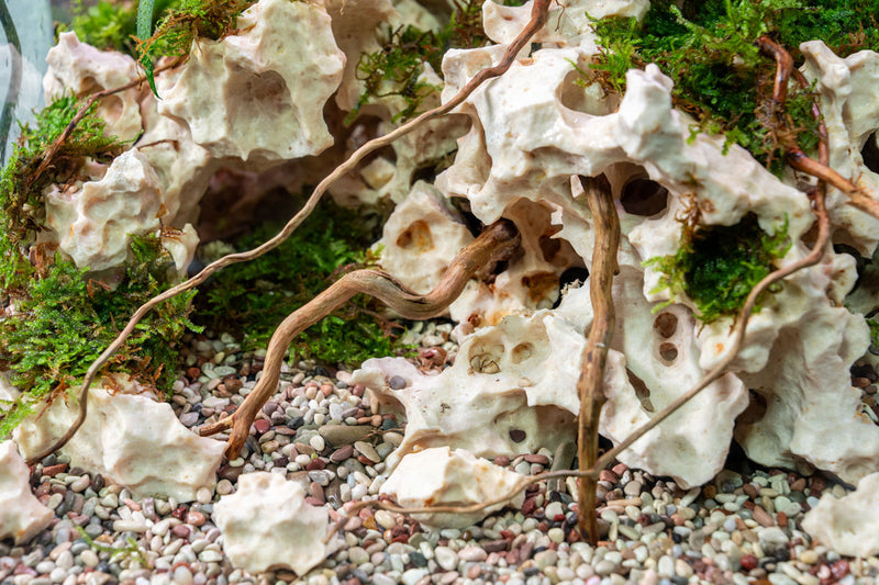 Detail Roots (Pack of 20)