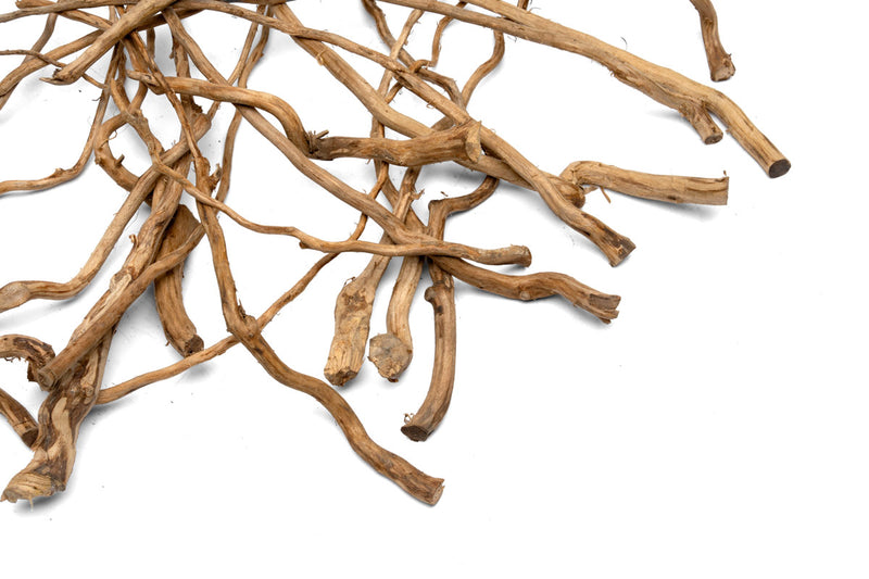 Detail Roots (Pack of 20)