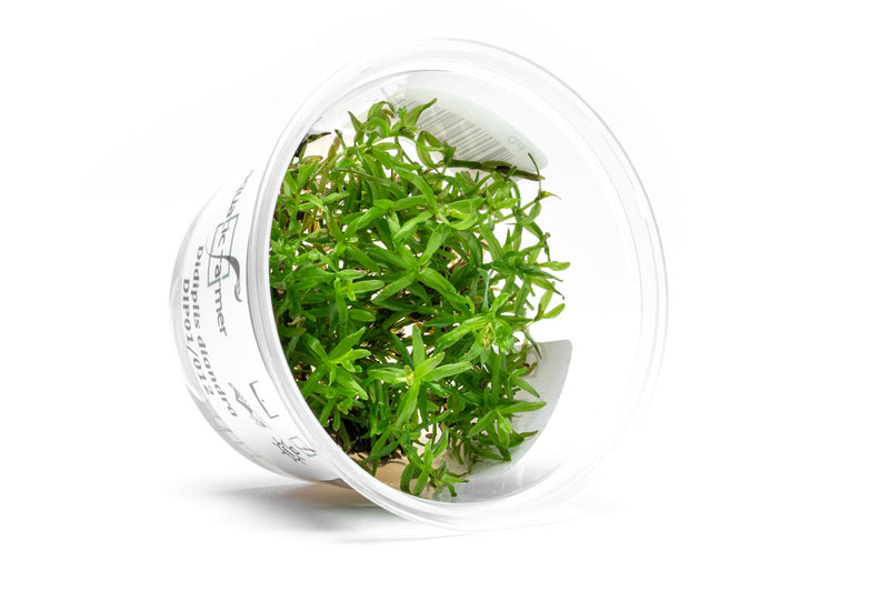 Didiplis Diandra Aquatic Farmer Tissue Culture Aquatic Plant - Buce Plant