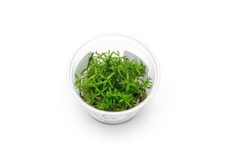 Didiplis Diandra Aquatic Farmer Tissue Culture Aquatic Plant - Buce Plant