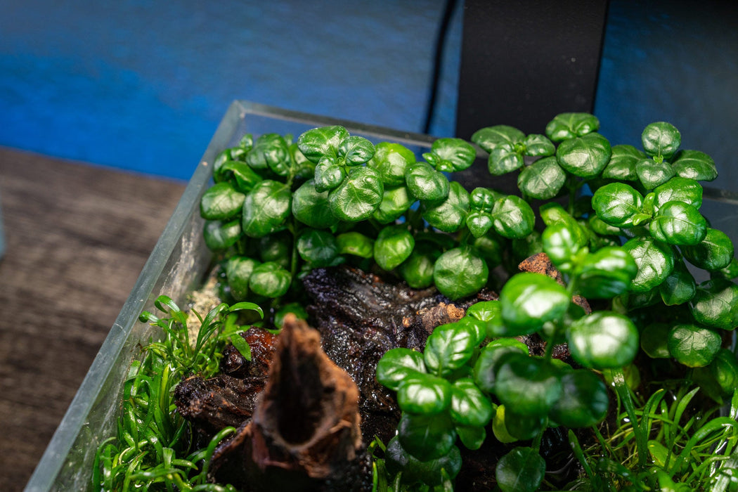 Dipteracanthus Elastica