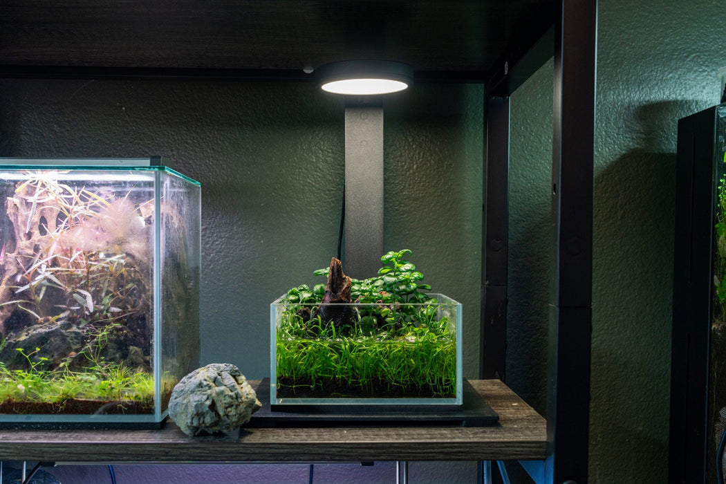 Dipteracanthus Elastica