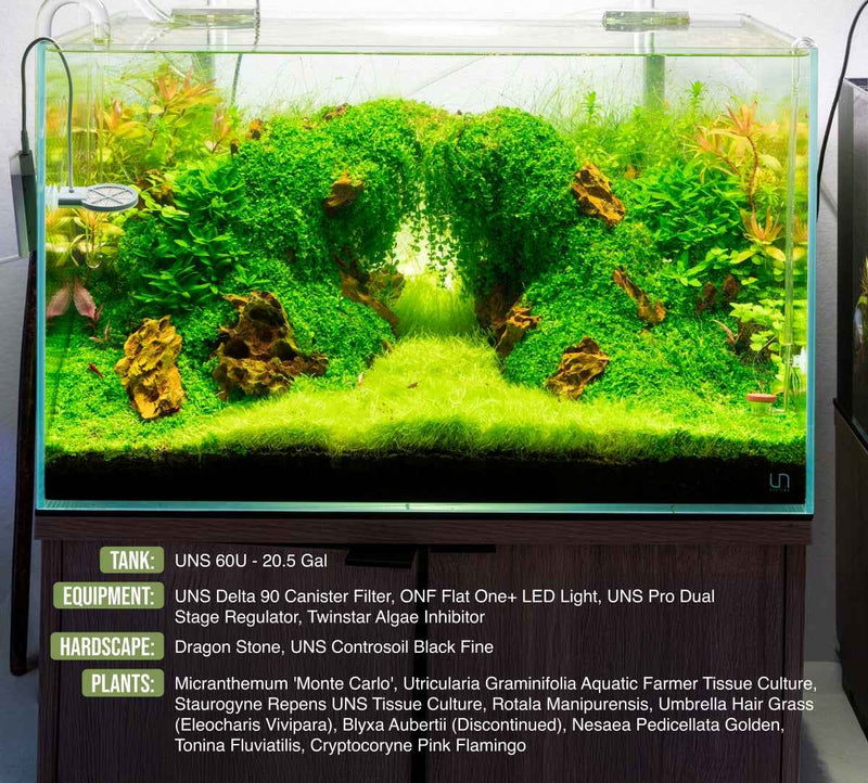 UNS 60U - 20.5 Gallon Ultra Clear Rimless Aquarium Rimless Tanks - Buce Plant