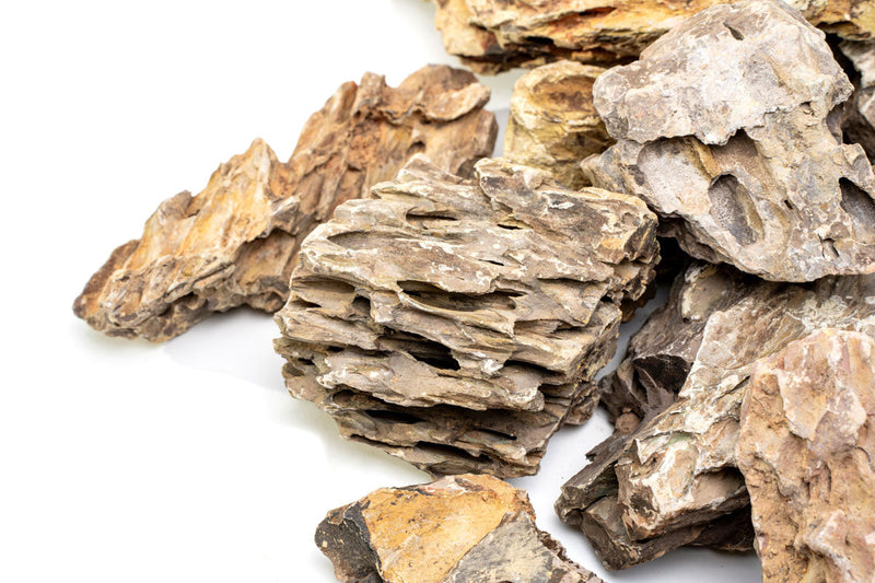 Dragon Stone (Ohko) Stone - Buce Plant