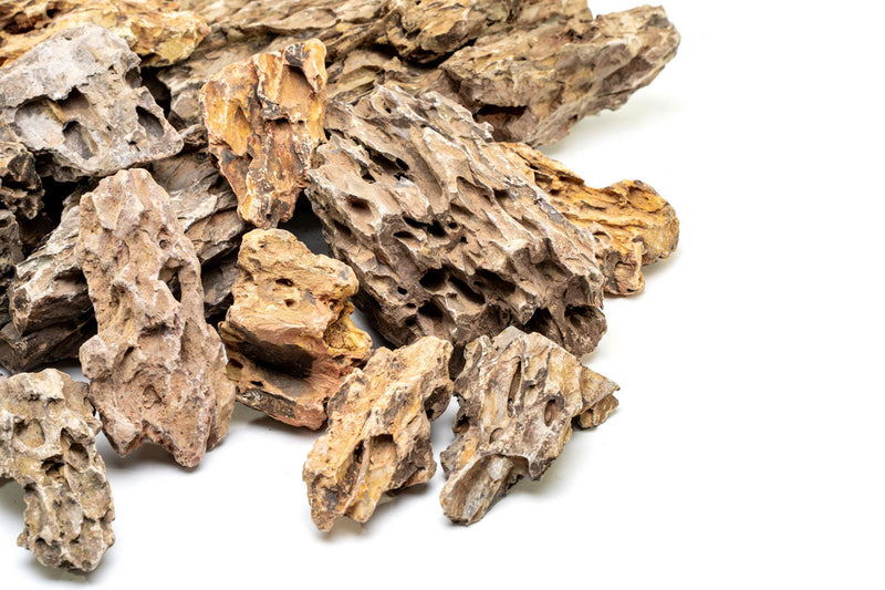 Dragon Stone (Ohko) Stone - Buce Plant